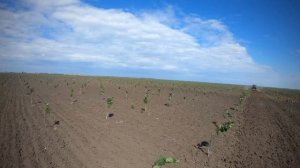 Corylus avellana plantation. Emiliana West Rom