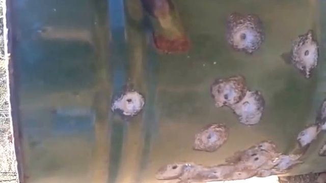 Стрельба из Hatsan 155 Torpedo 30 шагов смотреть онлайн