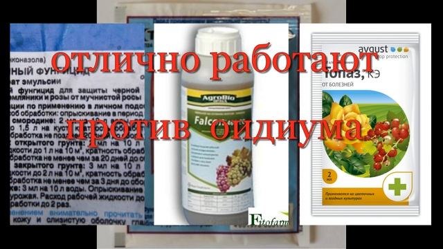 Схема обработки винограда фунгицидами от болезней и вредителей.