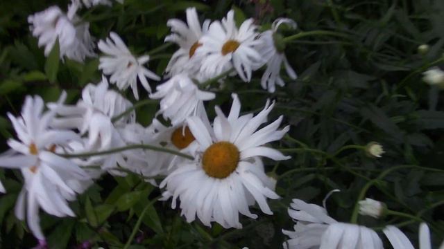 Сумерки....как выглядят некоторые флоксы в вечернее время. смотреть онлайн