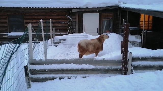 Болезни катумских овец, готовимся к окотам, снегоуборщик. смотреть онлайн