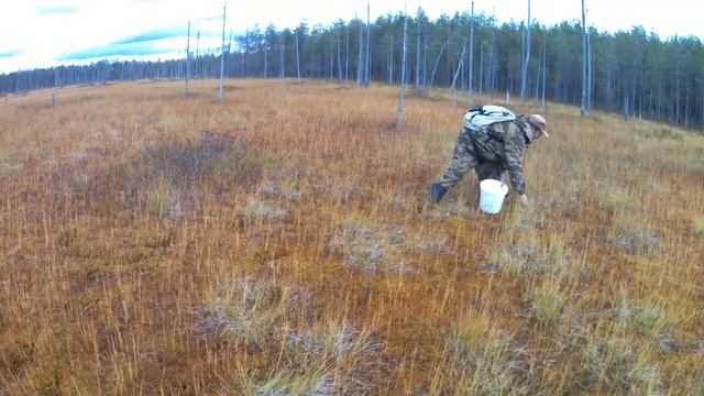 Собираю клюкву. смотреть онлайн