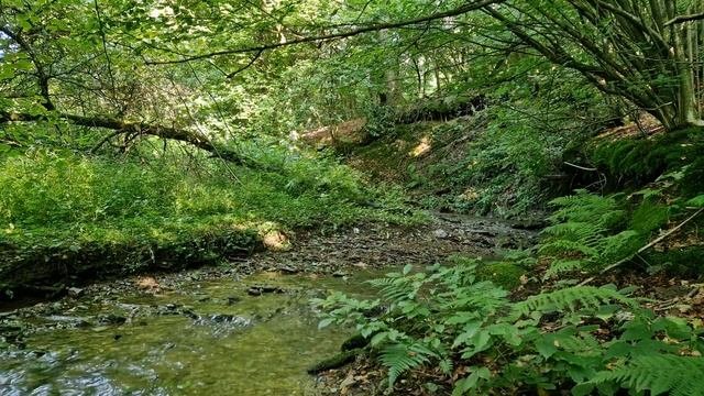 Расслабьтесь, отдохните и успокойте нервы под звук ручья в лесу утром. Расслабляющие звуки природы.