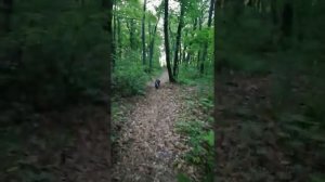 Джексон на прогулке в лесу | © 2021