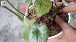 How to Grow Caladium or Elephant Ear from Tubers or Bulbs