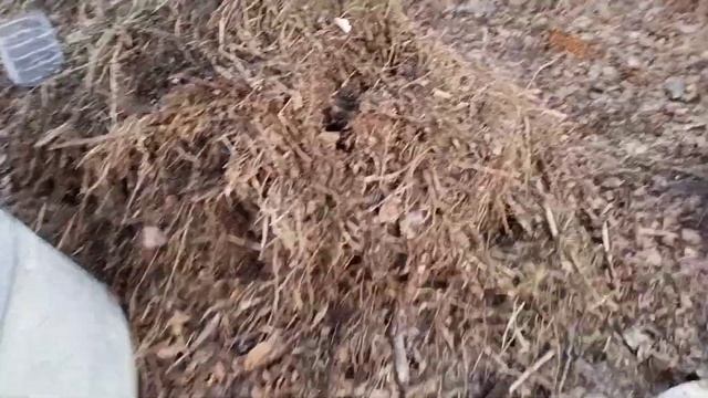 Приехали на дачу/Нашествие мышей смотреть онлайн