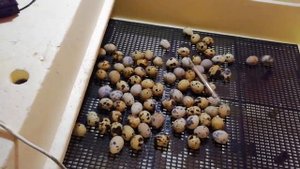 Разведение перепелов. 1 день - закладка яиц в инкубатор