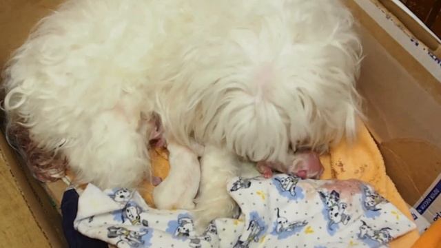 24 01 23 1 е Снежкины щенки смотреть онлайн