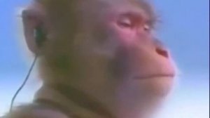 Обезьяна с плеером слушает девушку