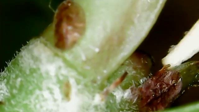 Гроза растений и проблема для цветовода - щитовка смотреть онлайн