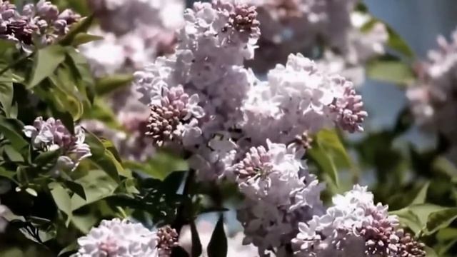 КРАСИВАЯ РОМАНТИЧЕСКАЯ МУЗЫКА БЕЗ СЛОВ | Дыхание Весны для Женщин!