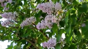 Прости меня, деревня! Муз Н Жукова,ст В Буланцевой. поет Г.Погорельская  mp4