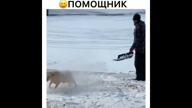 СМЕШНЫЕ КОШКИ 2021 И ДРУГИЕ ЖИВОТНЫЕ/ СМЕШНЫЕ ЖИВОТНЫЕ 2021/ЛУЧШЕЕ . серия 4 смотреть онлайн