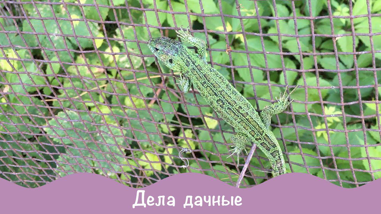 Вести с полей. Дела дачные. Ящерка. Про дачу №27