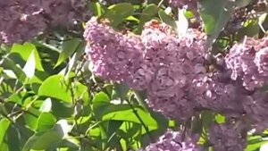 Патагония (Patagonia), Часть 1, от Буэнос-Айреса до Анд