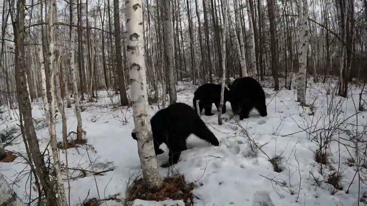 Медвежонок потерялся.
