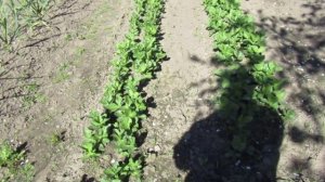 Бобы - простой посев от Рязанцева В.В.