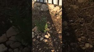 Выращивание туи из семян ( через год) часть 4