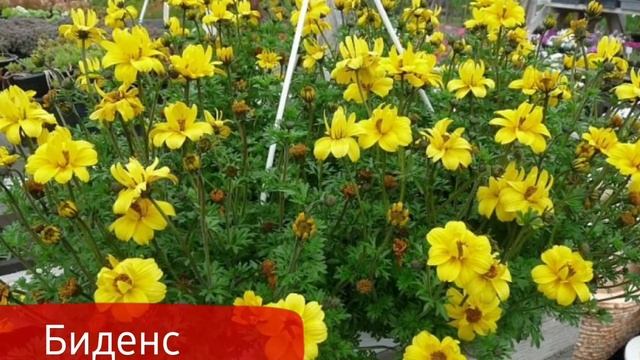Растения ампельные для сада.