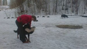 ВЕО Витязь Черноокий Атаман  Работа с фигурантом Кузиным Андреем