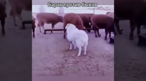 баран