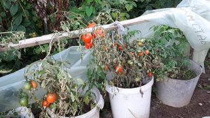 Томаты в бочках. Открытый грунт.