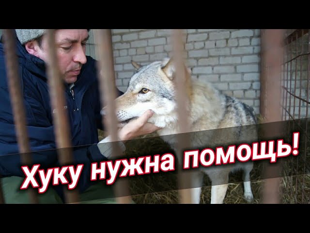 Волку нужна помощь! Что с ним случилось и как помочь?