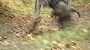 Натаска собаки по следу- немецкое видео(часть2)