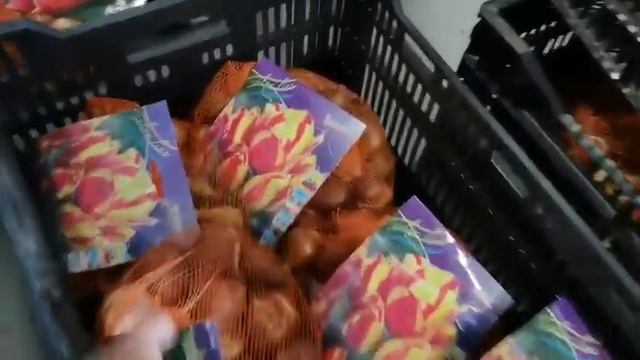 Луковицы тюльпанов, нарциссов и прочее. смотреть онлайн