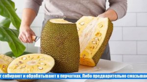 Удивительное хлебное дерево: описание, польза и техника выращивания джекфрута