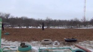 Заездка лошади в телегу . Мягкие методы. HX.Riding the horse into the cart. Soft methods.