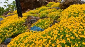 Панорама млечного пути