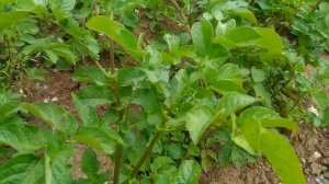 Классный итальянский огород!