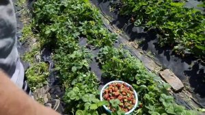 Клубника Царица