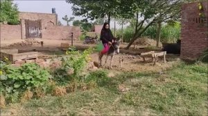 Desi girl donkey riding in Punjabi village