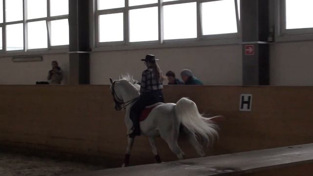 Продается - арабский жеребец из Терского конного завода - под выездку или в разведение смотреть онлайн