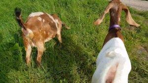 РЕССОРЫ ВЫВЕРНУЛО НАИЗНАНКУ И КАМОРИ, КОЗЫ