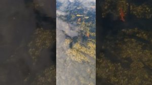 Песочный фильтр для пруда с осетрами
