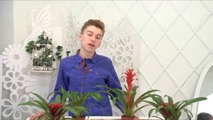 Комнатный цветок ГУЗМАНИЯ. Уход и содержание в домашних условиях. БотаникLIVE