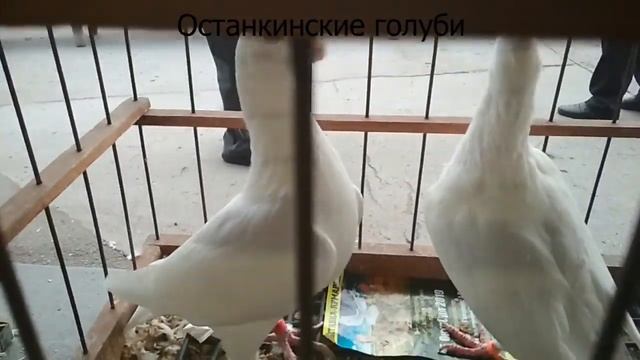 Останкинские голуби | Порода голубей