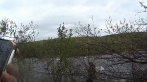 Ловим Сёмгу на 10 килограмм или King Salmon 2018