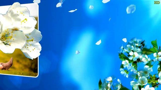 인트로 벗꽃잎 포토앨범1-2 смотреть онлайн