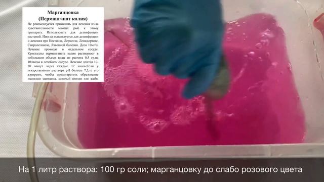 Лечение радужной форели