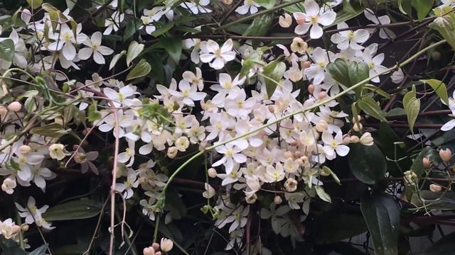 Clématite du père Armand 'Clematis armandii' ‘Apple Blossom’ Tapis fleuri couvre mur au paradis смотреть онлайн
