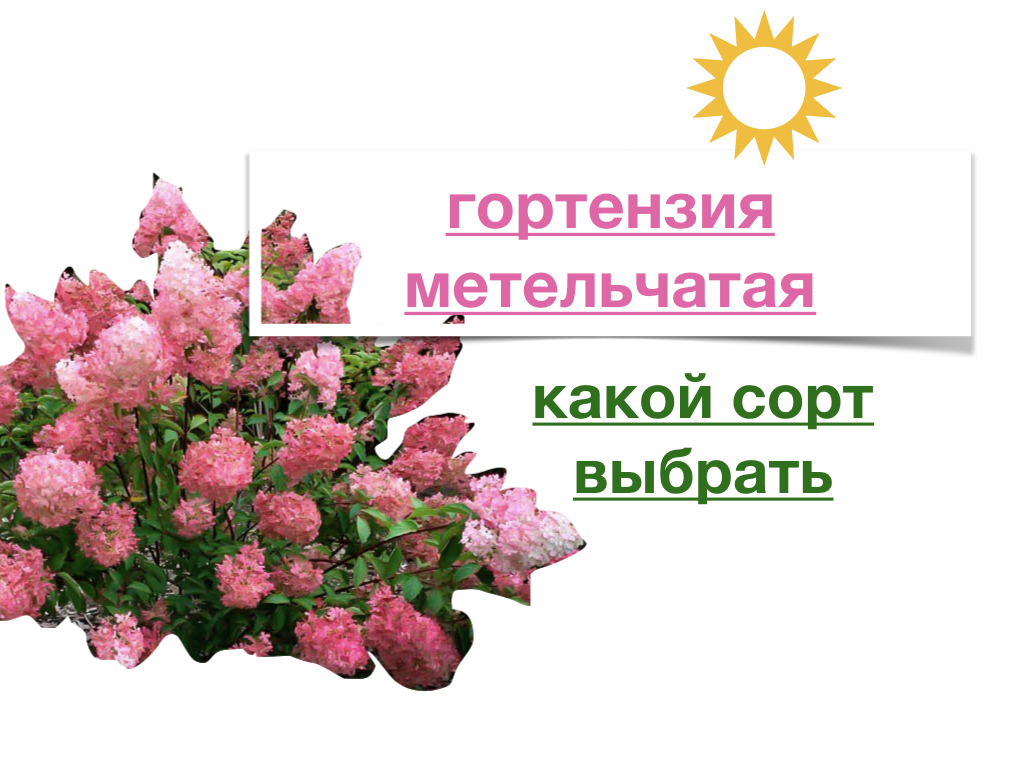 Гортензия метельчатая. Какой сорт выбрать? смотреть онлайн