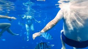 Sunrise remal resort снорклинг