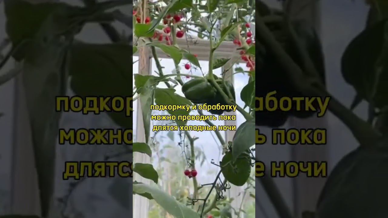 Заморозок прибил рассаду ЧТО ДЕЛАТЬ Дачный агроном