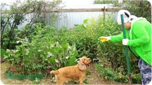 Надо сделать Много качелей и каруселей для 8 внуков! Чищу малинник. Дачные работы.