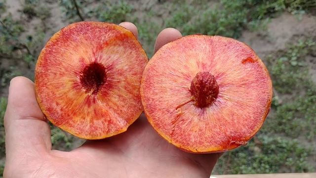 Персик Роял Маджестік. Peach Royal Majestic. Високотоварний сорт. Відгук від Максі Сад смотреть онлайн