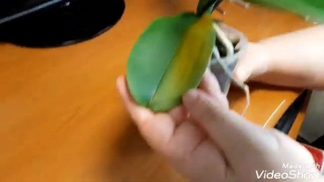 #Орхидеи. О чём говорят листья орхидей. Удаление желтеющего листа. Осмотр шеи. смотреть онлайн